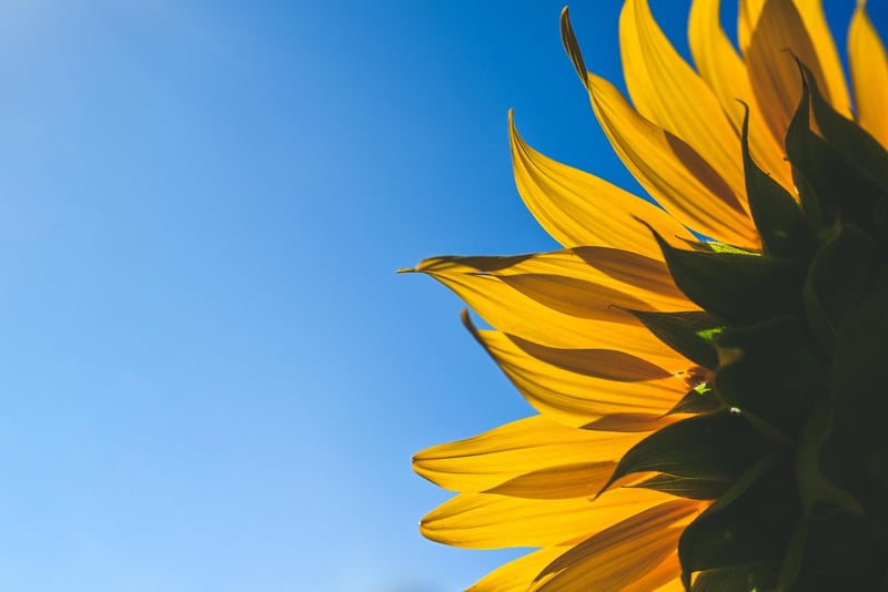 Gratitude in Nature